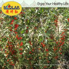 Medlar Certified Gojivberry Organic Goji Berry